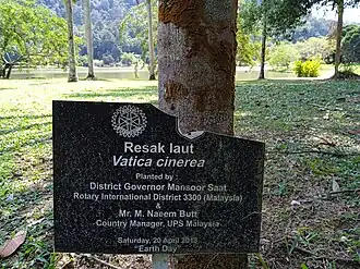 Description de l'image Vatica harmandiana at Kepong Botanical Garden 20230625 112731.jpg.
