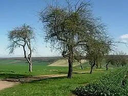 Verger à Vauchassis dans l'ouest.