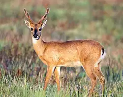 Le cerf des pampas ou Ozotoceros bezoarticus vit dans les diverses régions du Chaco, mais surtout au Brésil.