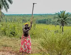 Culture de légumes.