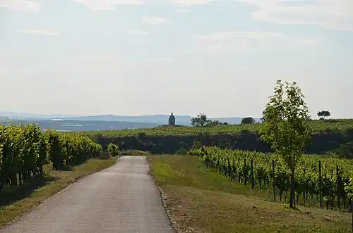 La route entre les vignes menant à la chapelle.
