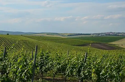 Sur la route vers la chapelle, vers le nord. Au loin, le village Vrbice.