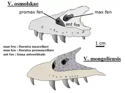 Croquis montrant la comparaison entre les maxillaires de Velociraptor osmolskae (montré en haut, en gris) et celui de Velociraptor mongoliensis (montré en bas, en beige).