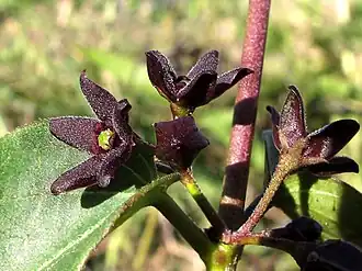 Description de cette image, également commentée ci-après