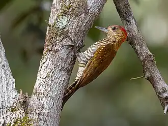 Description de l'image Veniliornis affinis Red-stained Woodpecker (male); Porto Seguro, Bahia, Brazil (cropped).jpg.