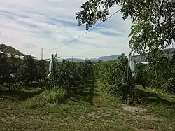 Verger à Venterol avec filets anti-grêle.