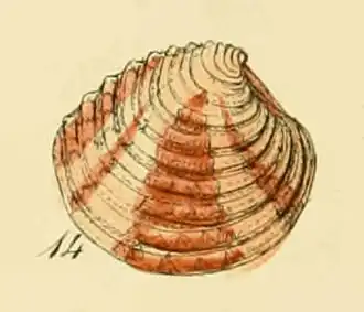 Description de l'image Venus fasciata (Sowerby).jpg.