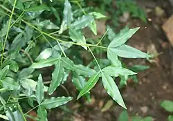 Vepris lanceolata, feuilles