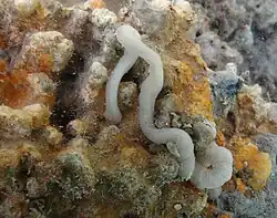 Un ver non identifié (némerte ou proboscis d'un siponcle)