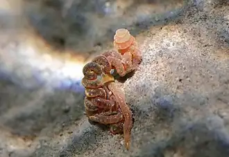 Un ver Eunicida (Lumbrineridae ou Oenonidae)