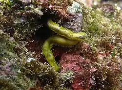 Un ver de la famille des Phyllodocidae