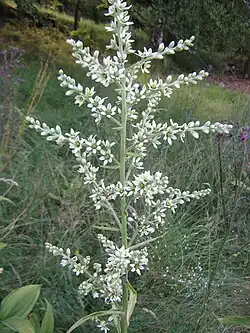 Exemple de vératre blanc sur les monts d'Aubrac (Massif central).