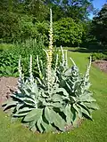 Verbascum densiflorum.