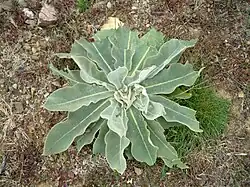 Rosette de la 1ere année