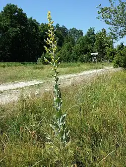 Hampe florale peu ramifiée
