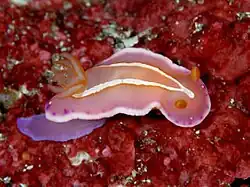 Verconia alboannulata