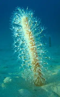 Veretillum cynomorium