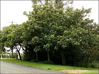 Description de l'image Vernicia montana 1.jpg.