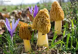 La Verpe de Bohème (Verpa bohemica)