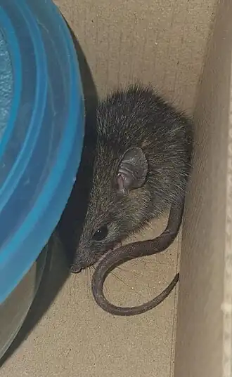 Description de l'image Verreaux's Meadow Mouse.jpg.