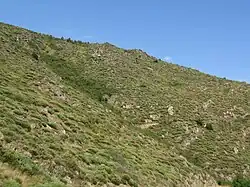 Lande à genêt purgatif sur un versant exposé au sud.