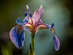 Iris sibirica dans un jardin à Bamberg, Allemagne.