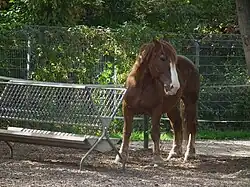 Gros cheval roux près de sa mangeoire