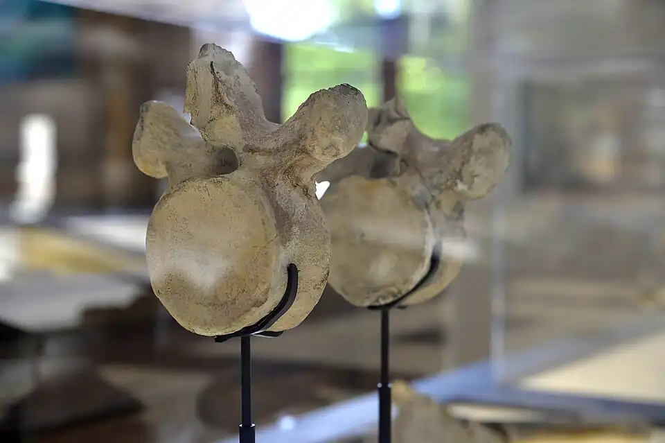 Vertèbres du plésiosaure du tuffeau d'Anjou, Muséum d'Angers