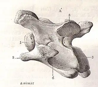 Vue latérale d'une 6e&nbsp;vertèbre cervicale (Vertebra cervicale) de cheval (Equus caballus), in Traité d'anatomie comparée des animaux domestiques par Auguste Chauveau et Saturnin Arloing, page 32, J.B. Baillière et Fils (Paris), 1890.
