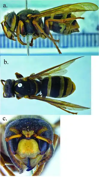 Description de l'image Vespa bellicosa. (a) Lateral view. (b) Dorsal view. (c) Front view of face.png.