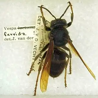 Description de l'image Vespa_fervida.jpg.