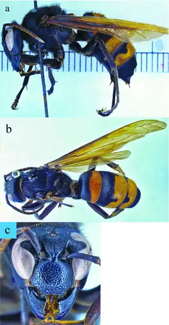 Description de l'image Vespa philippinensis.png.