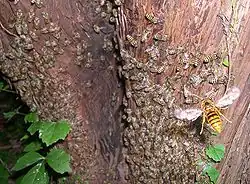 Un frelon Vespa simillima xanthoptera espère capturer une abeille de la colonie qui a installé son nid dans le tronc de cet arbre.