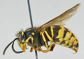 Vespula alascensis