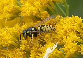 Vespula atropilosa