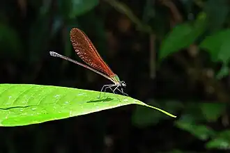 Vestalis luctuosa ♀