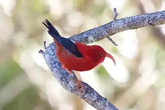 Iiwi rouge (Drepanis coccinea), un drepanidinae