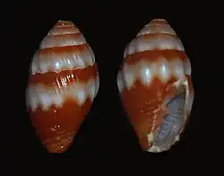 Vexillum leucodesma