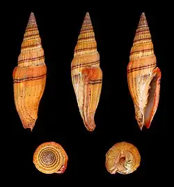 Vexillum ornatum, un Costellariidae