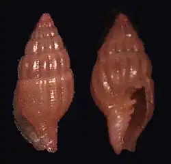Vexillum salisburyi