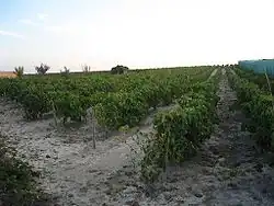Vigne en été.