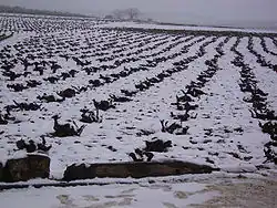 Gobelets dans la neige