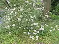 Viburnum utile