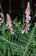 Vicia cracca var. tenuifolia.