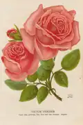 Rose ‘Victor Verdier’ (1859)