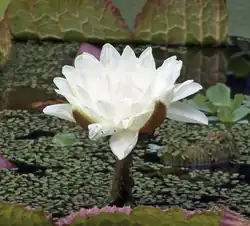 Plante et fleur de Victoria cruziana en juillet 2008, lieu inconnu.