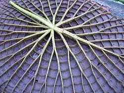 Revers de la feuille.