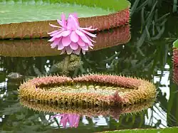Fleur pollinisée devenue rose.