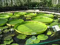 Nénuphars géants Victoria cruziana