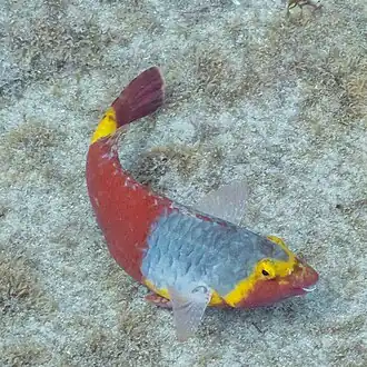 Description de cette image, également commentée ci-après